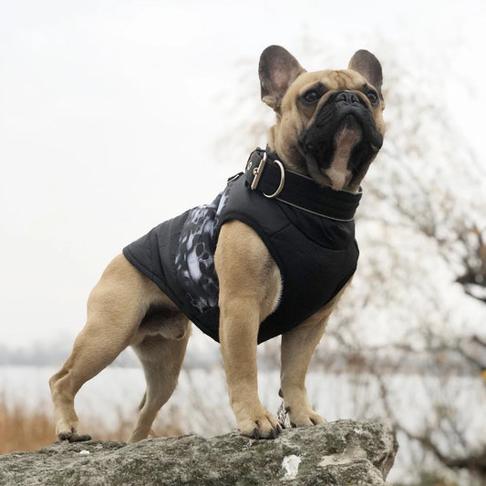 Manteau Gothique Pour Chien