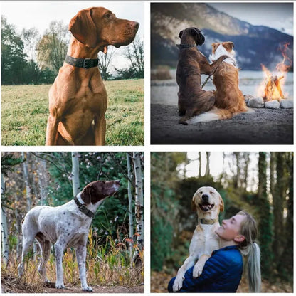 Collier pour chien réglable