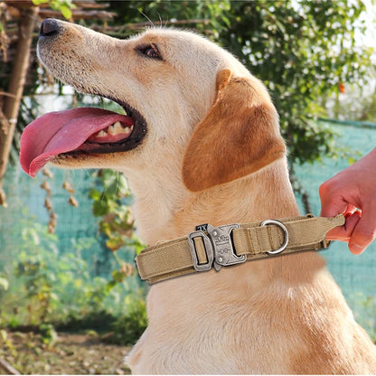 Collier en nylon pour chien
