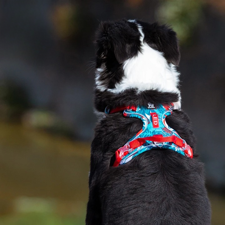 Harnais imprimé floral pour chien