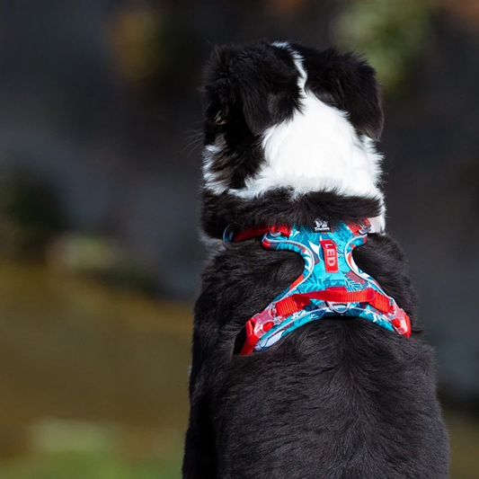 Harnais imprimé floral pour chien