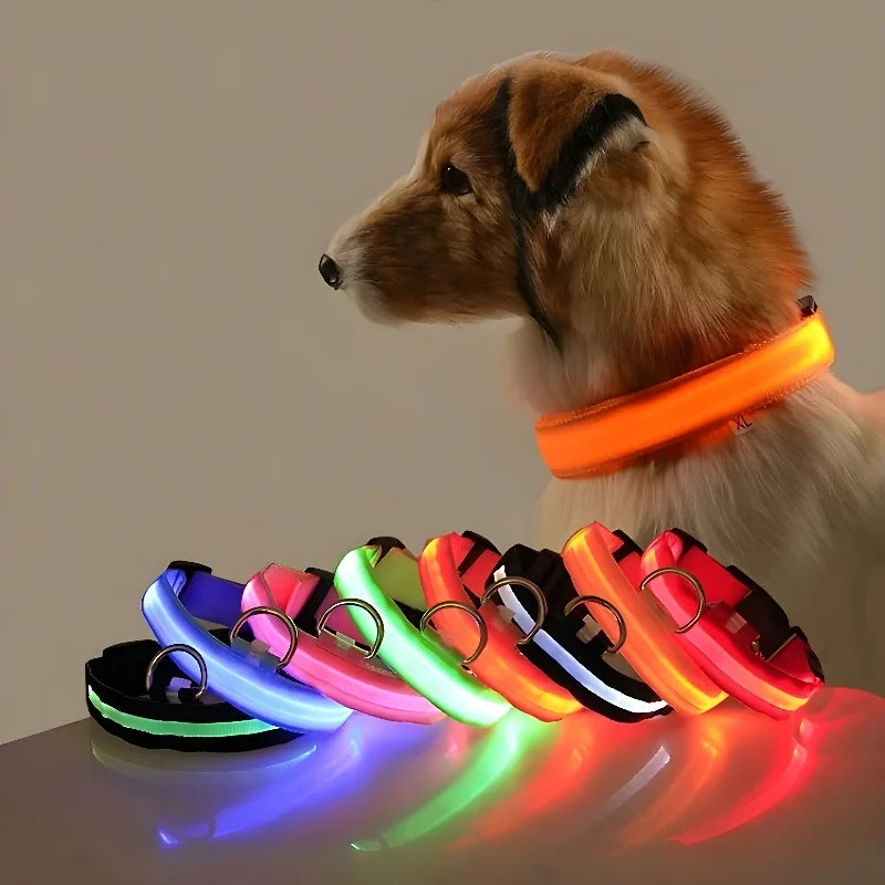 Collier lumineux pour chien